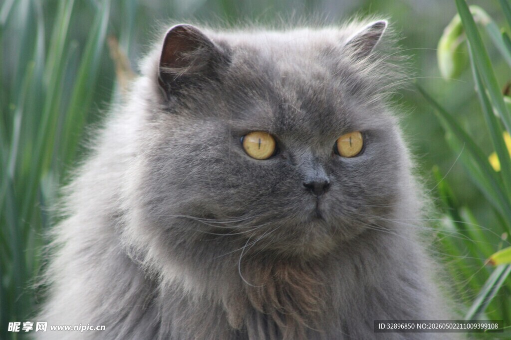 灰毛猫咪于绿植间凝望