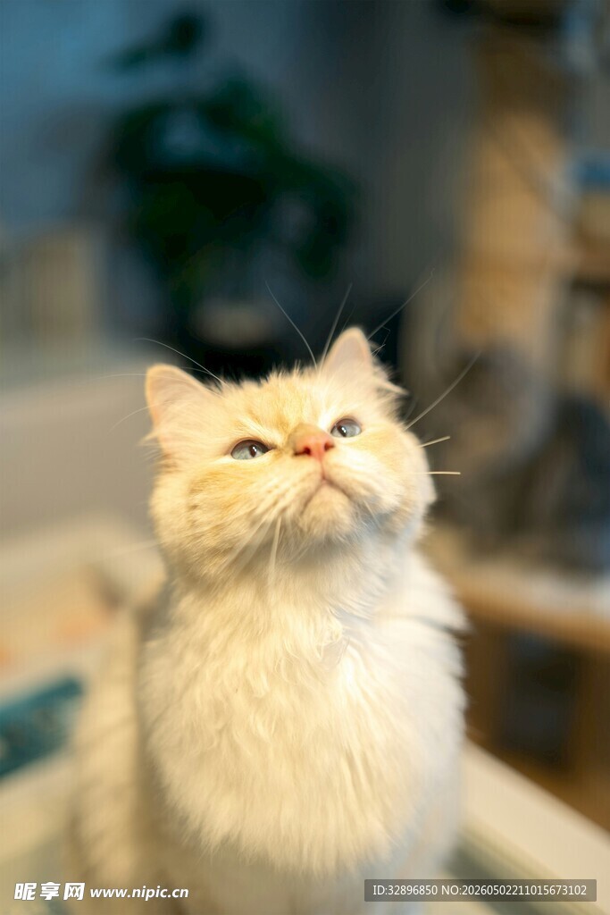 仰头的可爱猫咪
