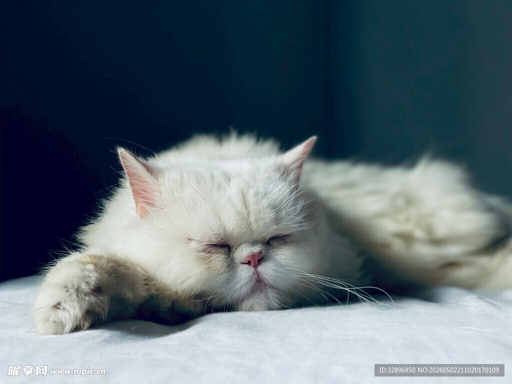 慵懒猫咪惬意躺卧