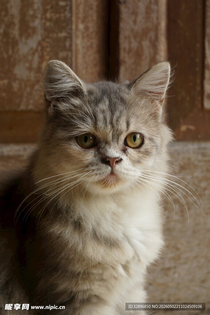 可爱长毛猫咪安静端坐