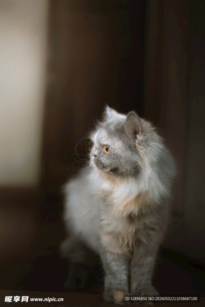 可爱长毛猫扭头瞬间