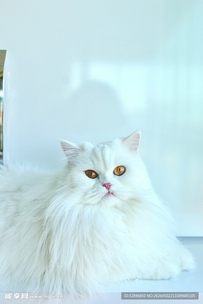 长毛波斯猫优雅卧姿
