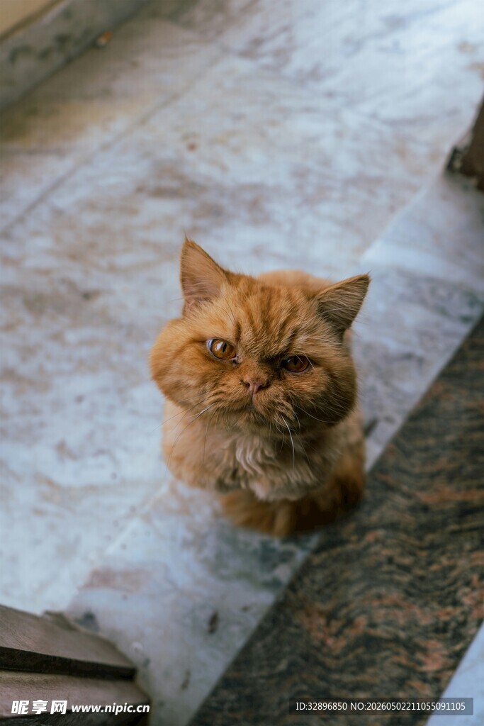 橘猫蹲坐地板模样可爱