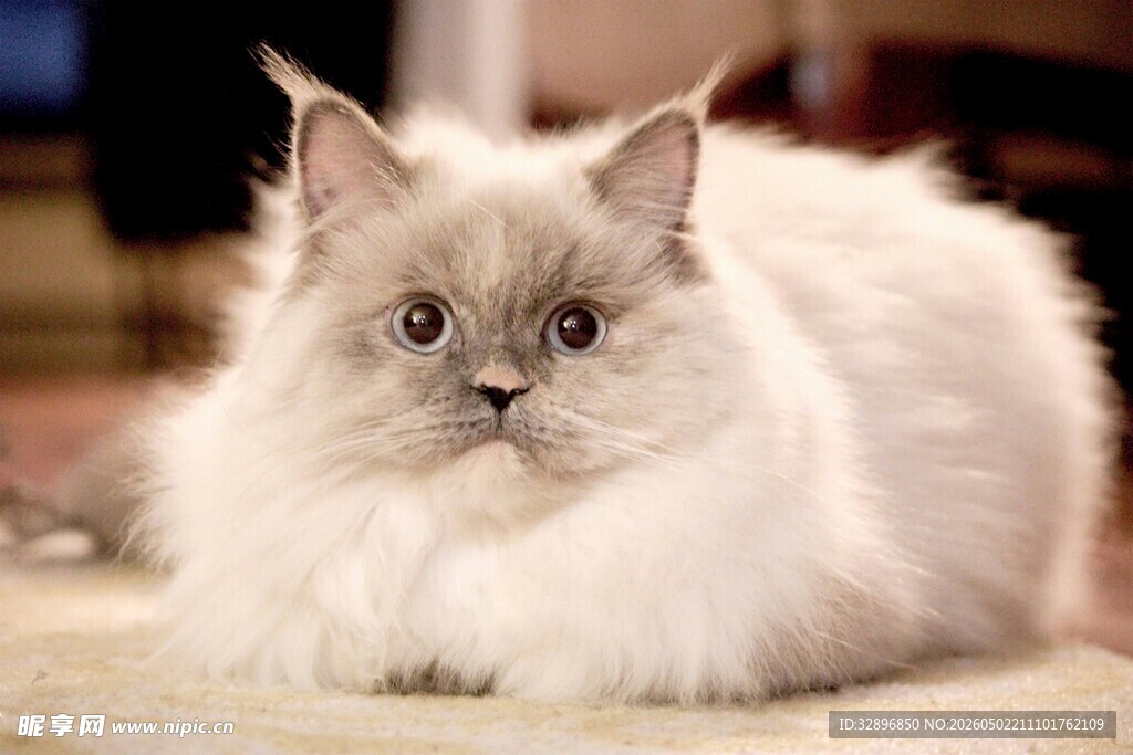 长毛猫咪安静趴卧
