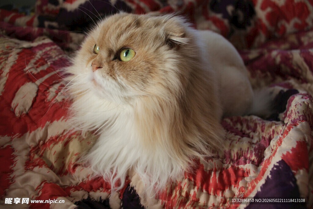 长毛波斯猫慵懒躺于花毯上