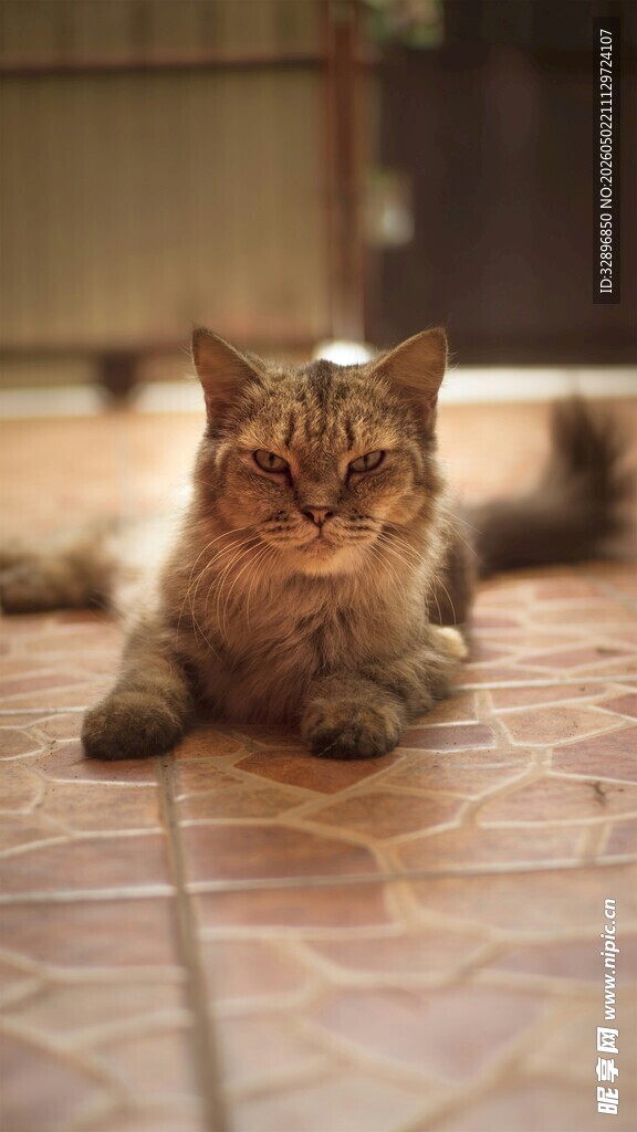 慵懒猫咪趴在地砖上