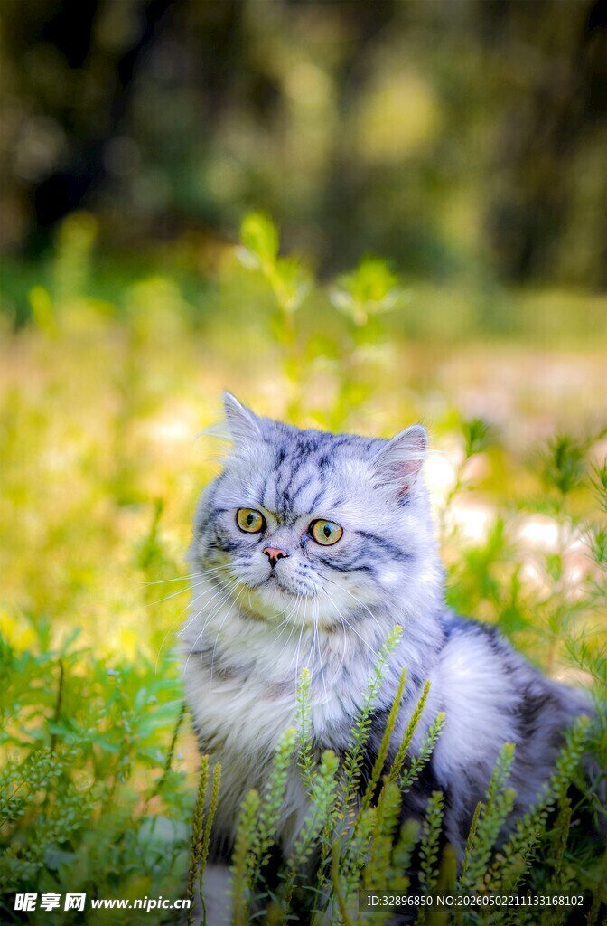 草地上的可爱猫咪