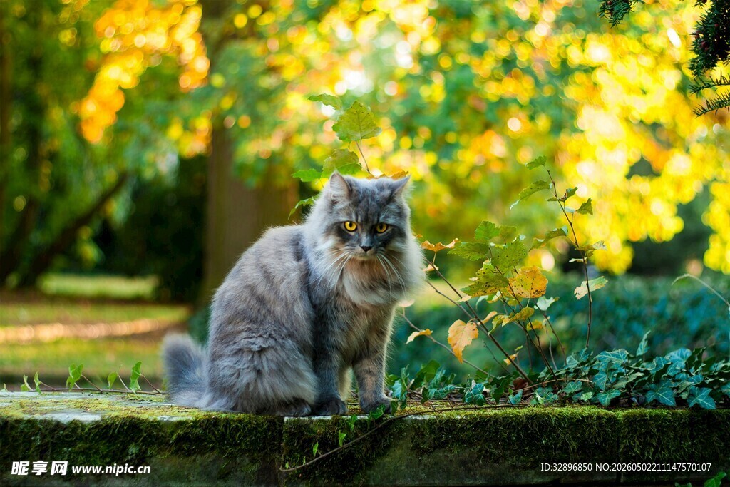 花园中静坐的长毛猫咪