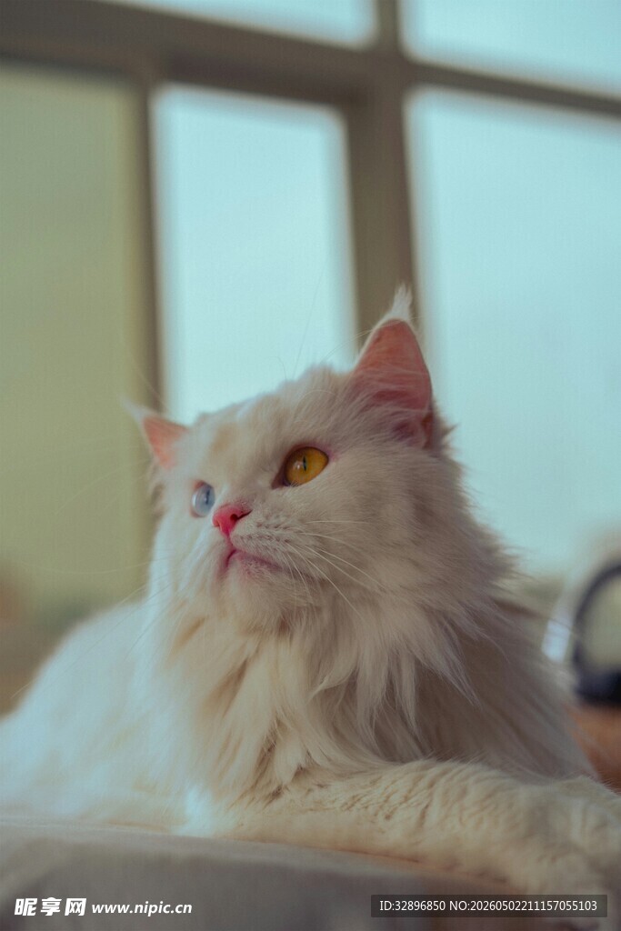 窗边慵懒的白毛猫咪