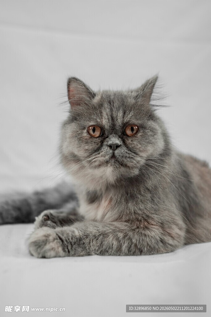 灰色猫咪慵懒躺卧