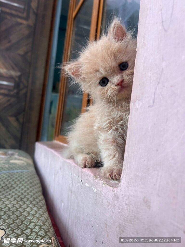 小猫从墙角好奇张望
