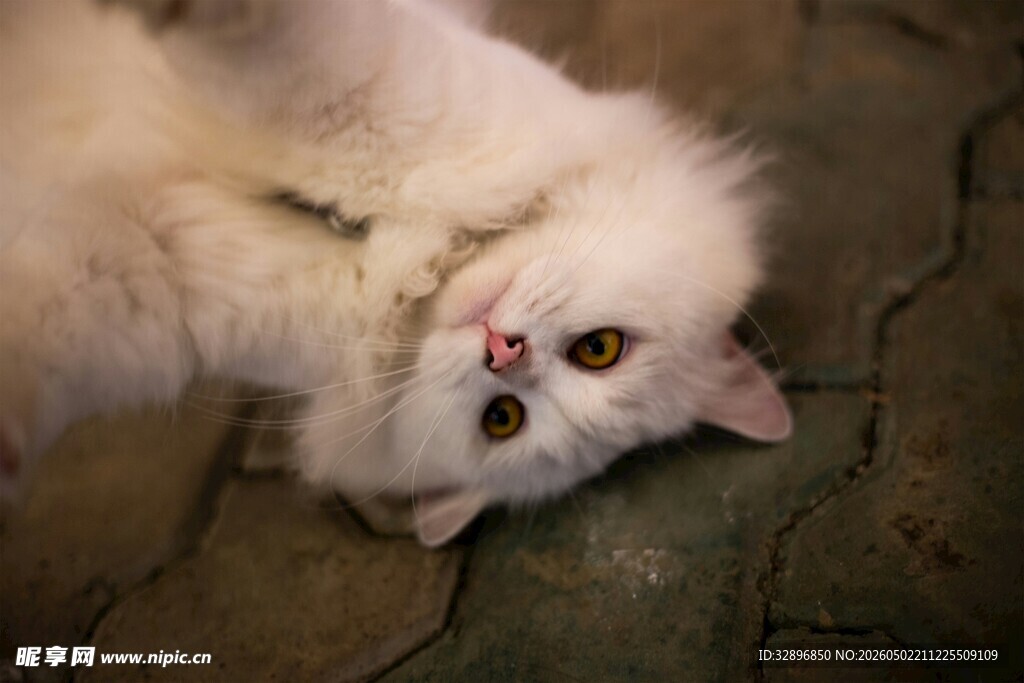 可爱猫咪惬意躺卧