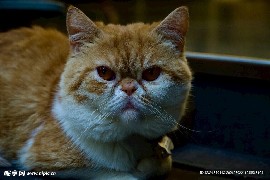 橘色猫咪安静趴卧