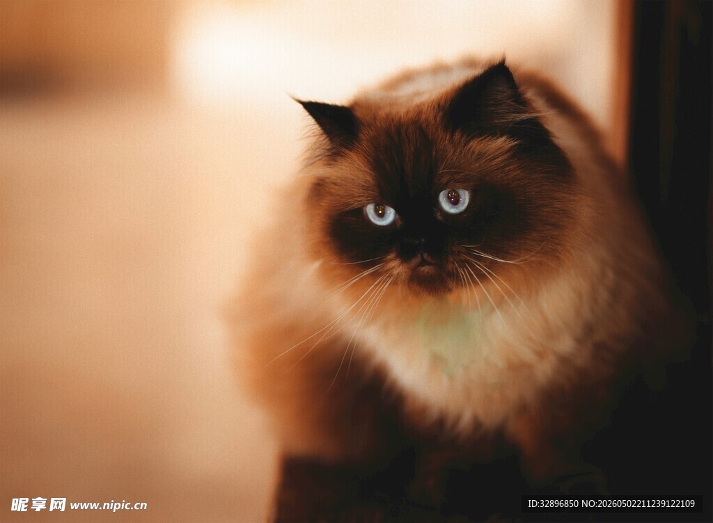 可爱长毛猫的温柔凝视