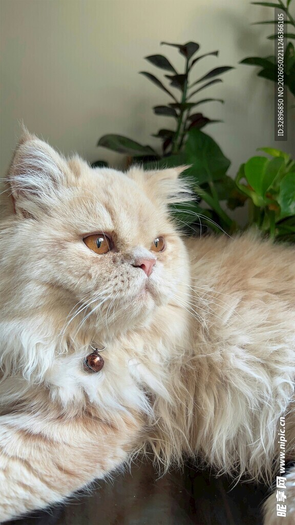 长毛波斯猫慵懒躺卧