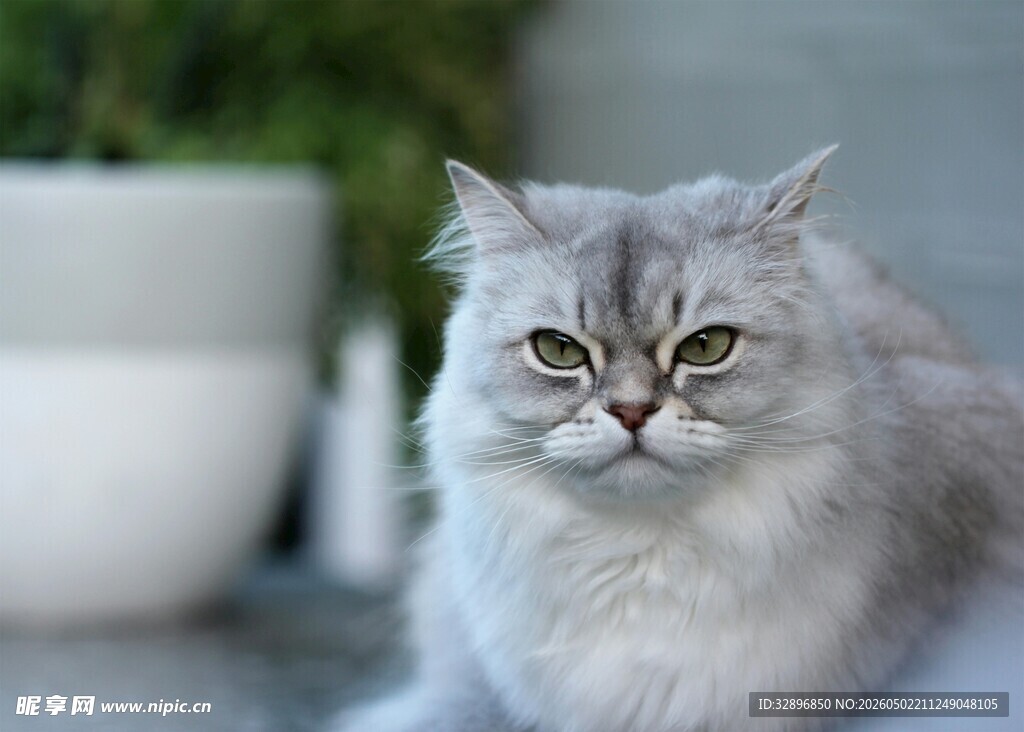 可爱银渐层猫咪