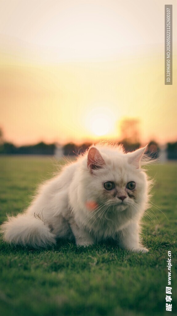 阳光下草地上的可爱猫咪