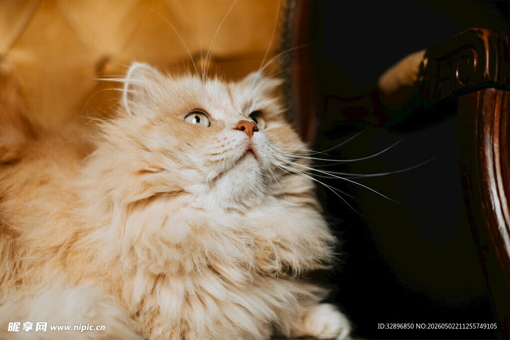 长毛猫咪仰头好奇张望