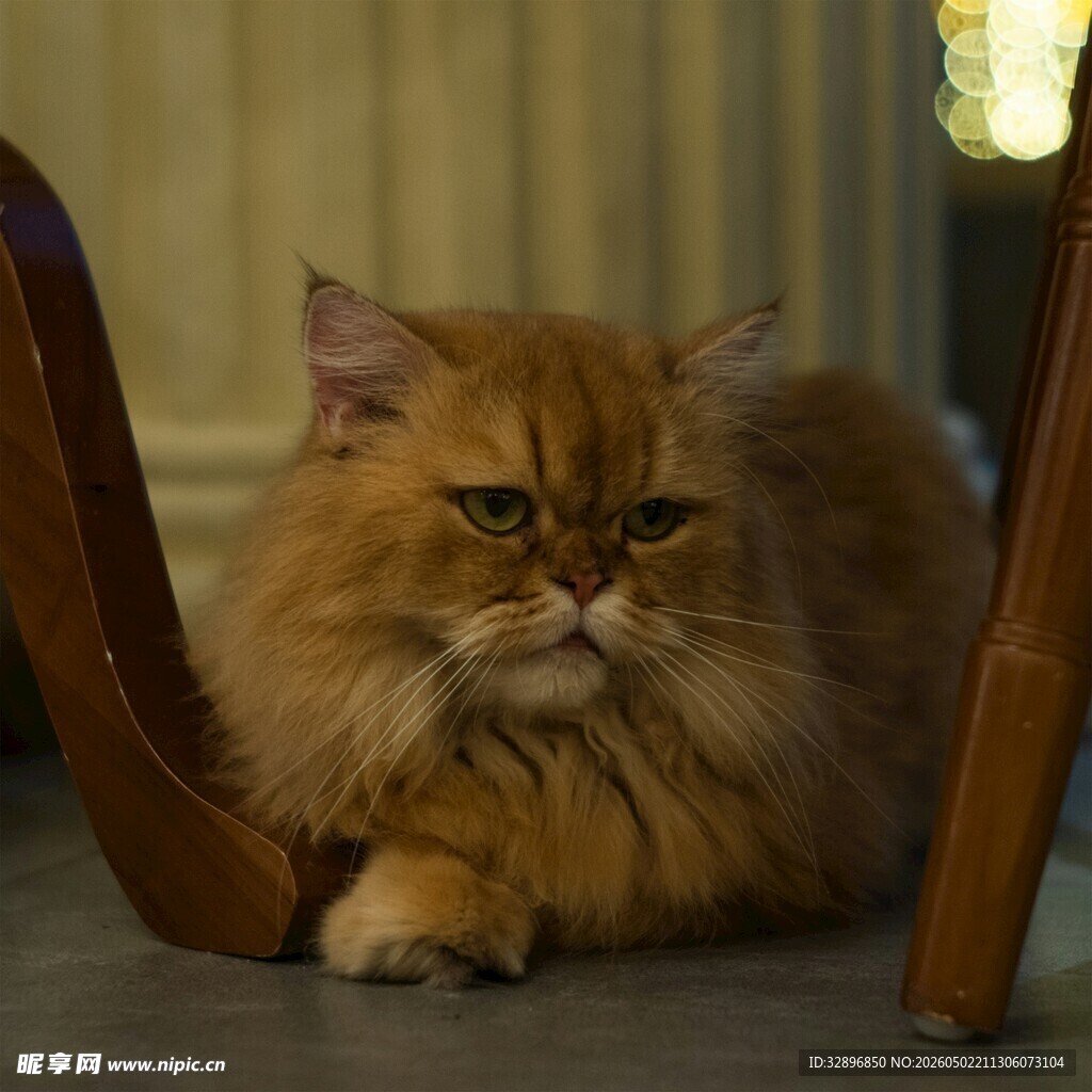 慵懒金吉拉猫躲在椅旁