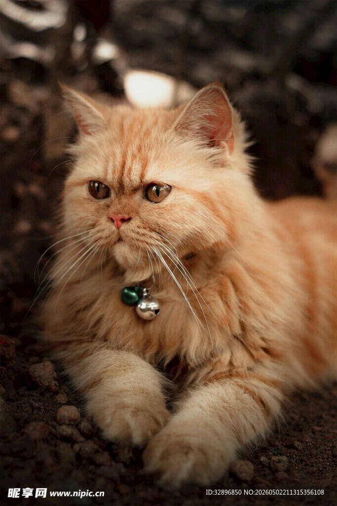 橘色长毛猫趴在地上