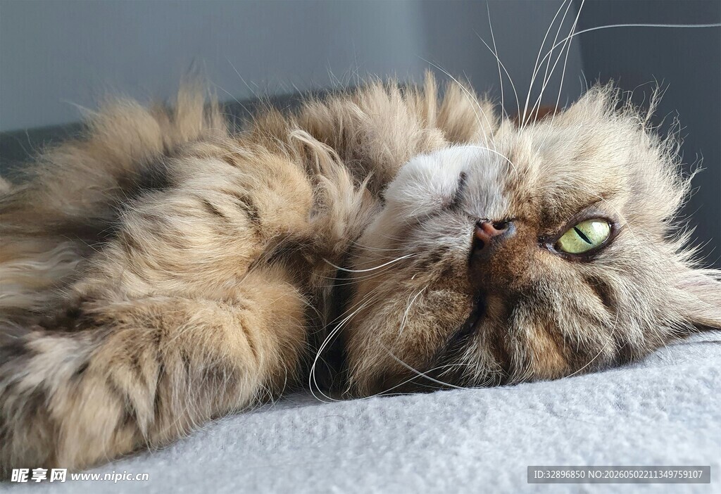 慵懒长毛猫惬意躺卧