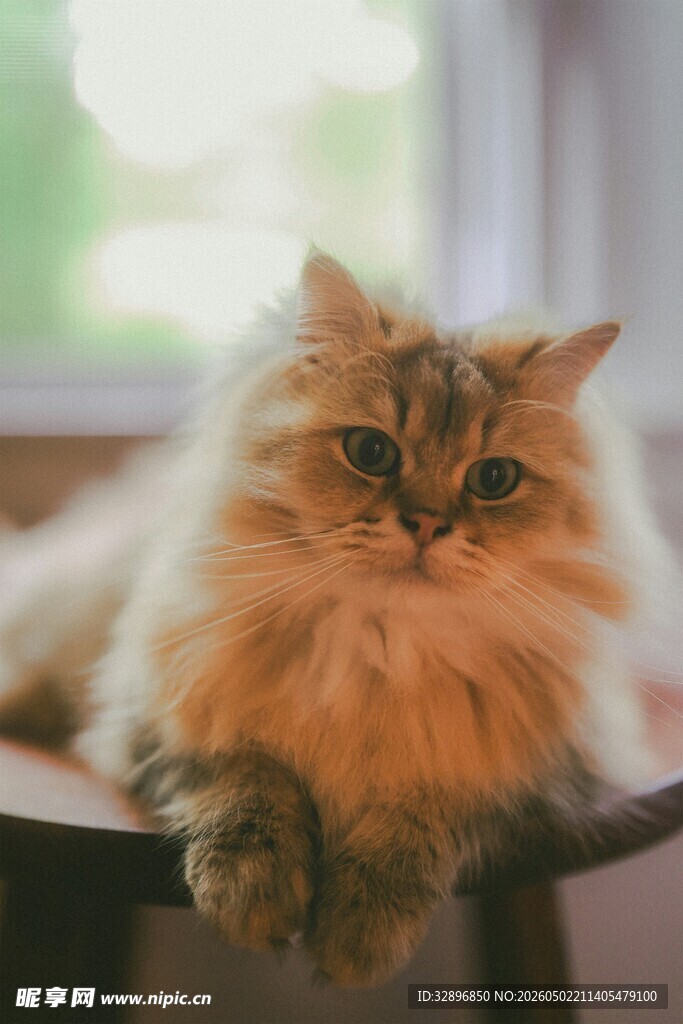 长毛猫咪惬意趴坐