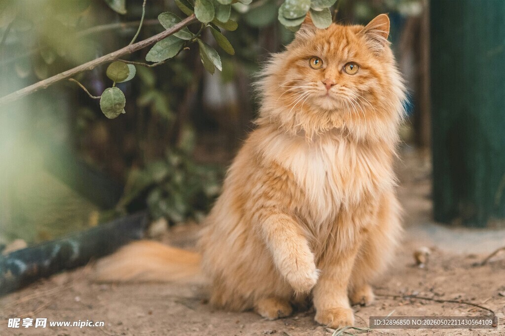 橘色长毛猫端坐姿态优雅