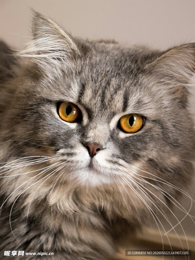 长毛灰猫的迷人凝视