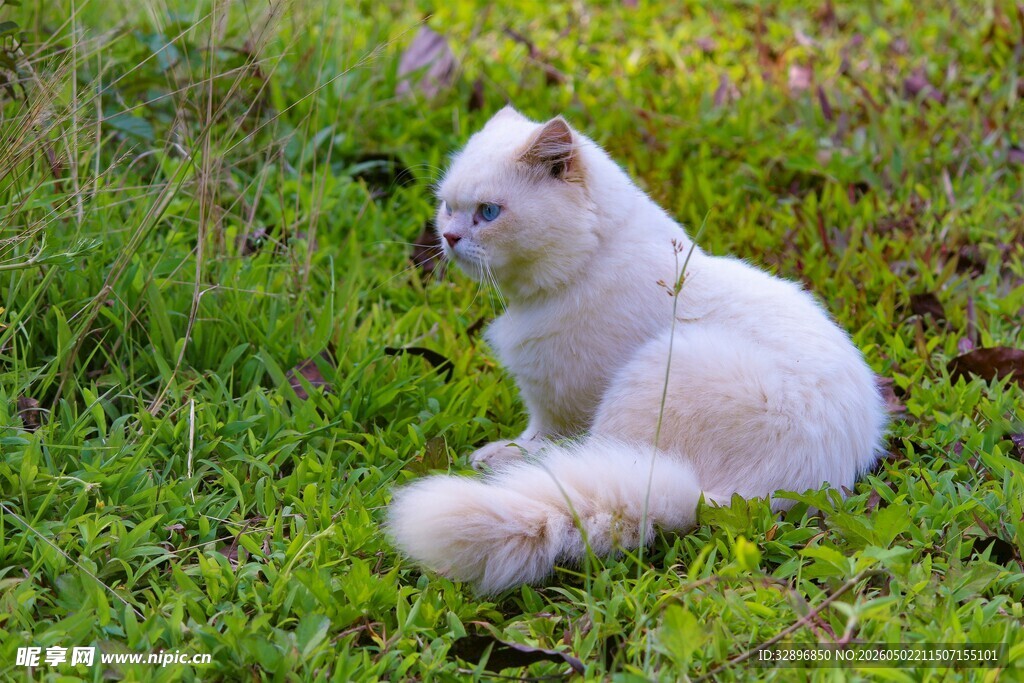 草地上的可爱白毛猫咪