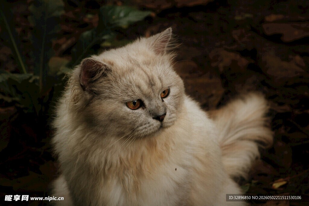 长毛猫咪优雅端坐