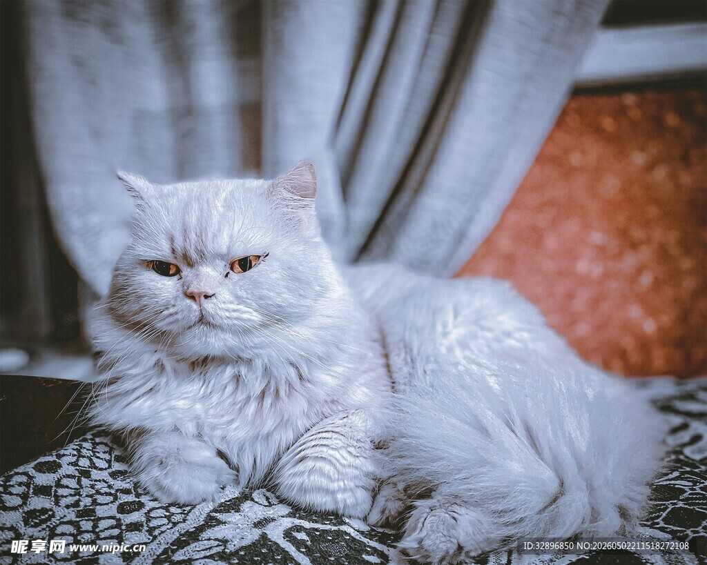 慵懒波斯猫