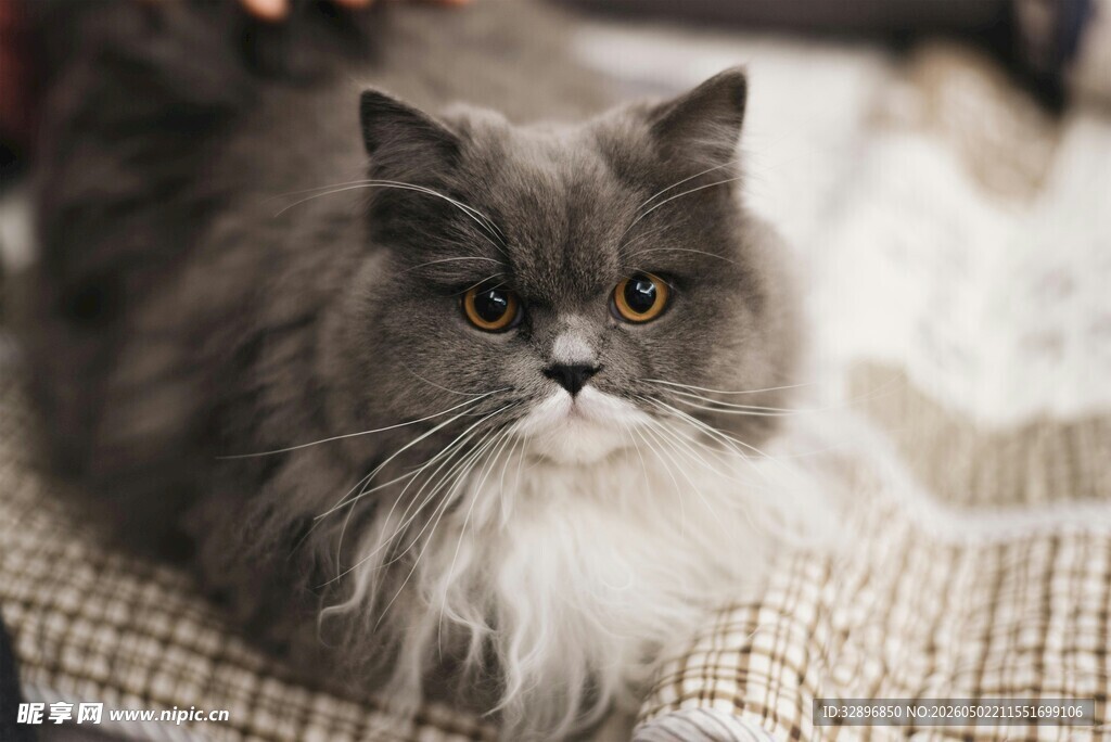 慵懒波斯猫惬意躺卧