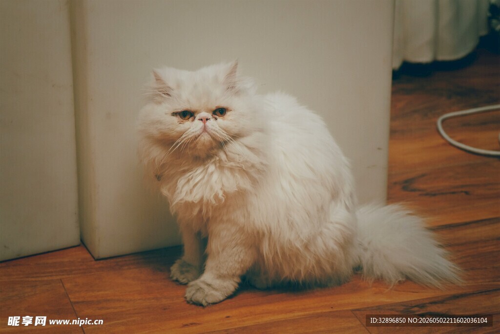 长毛猫咪安静蹲坐