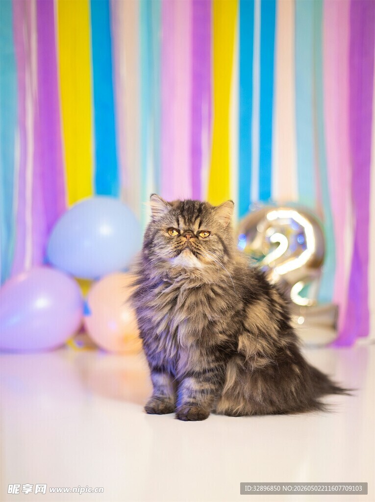 多彩背景下的可爱猫咪