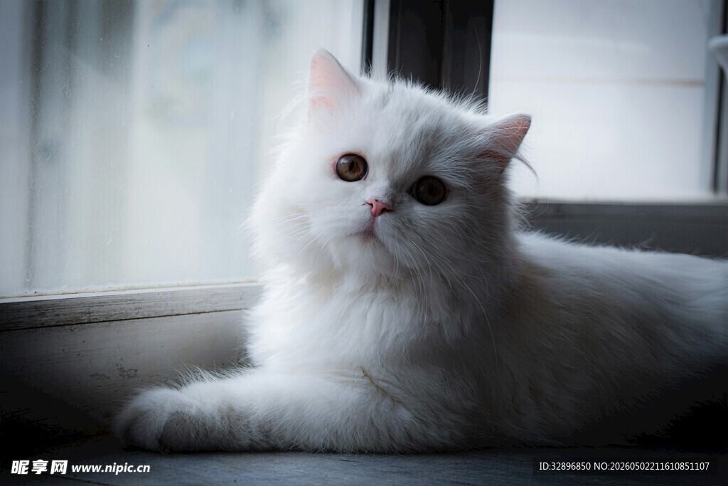 窗边的可爱白毛猫咪