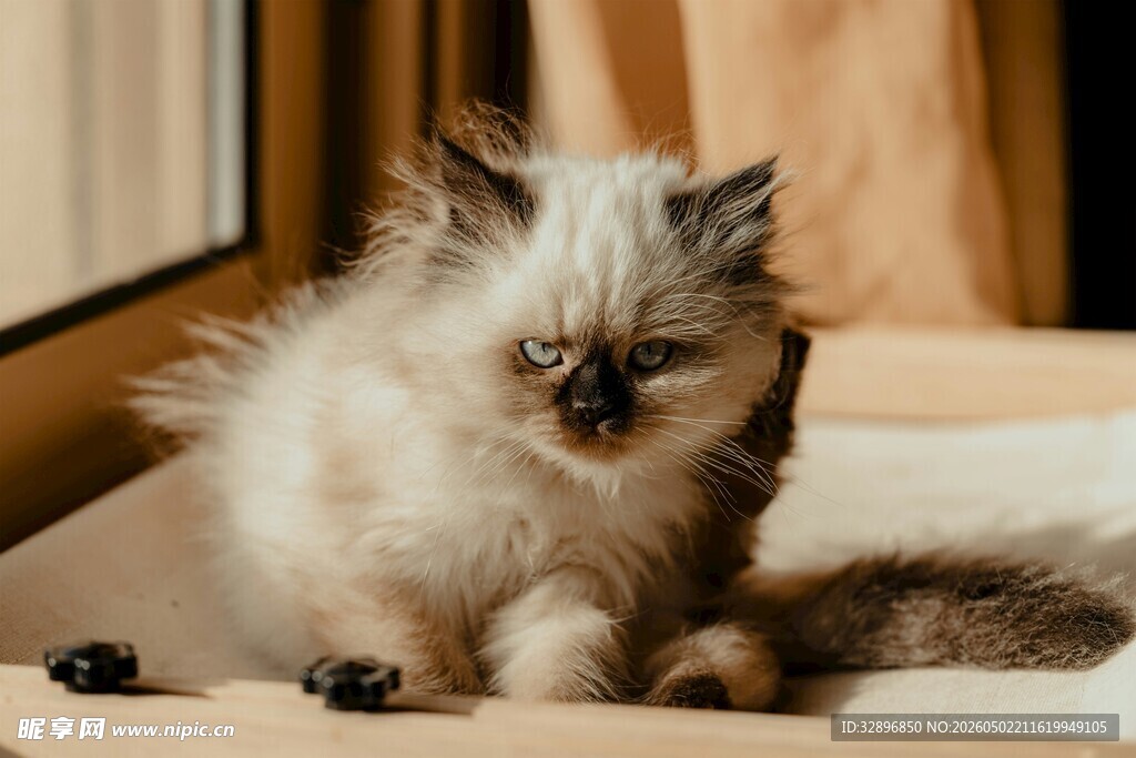 可爱长毛小猫乖巧蹲坐