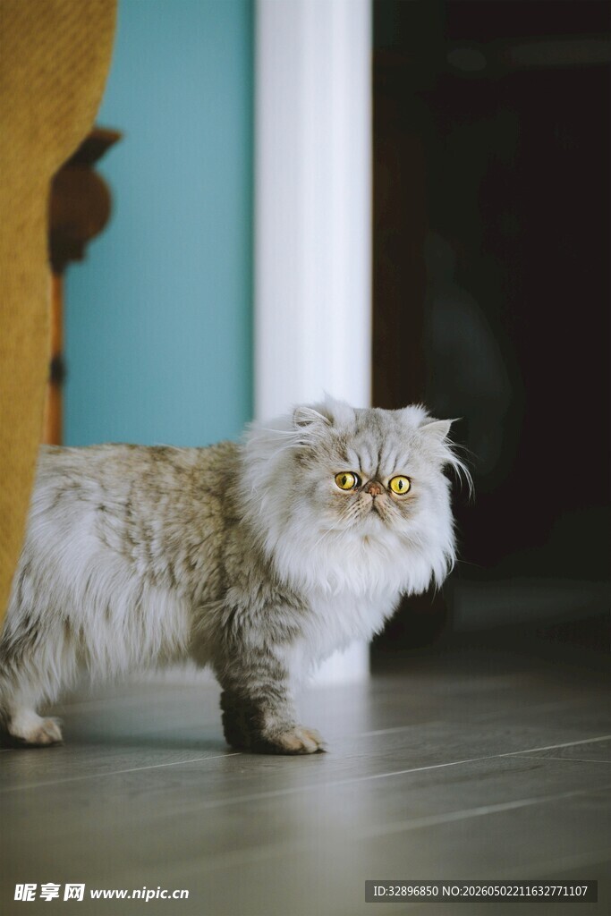 可爱长毛猫在室内地板上