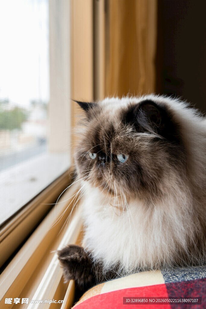 窗边长毛猫安静凝望