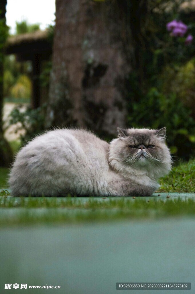 慵懒猫咪惬意趴卧