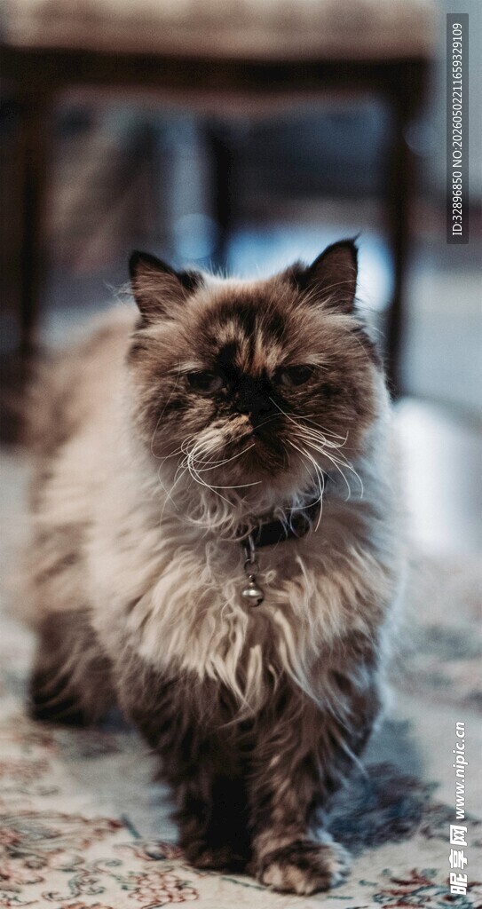 可爱长毛猫趴在石头上