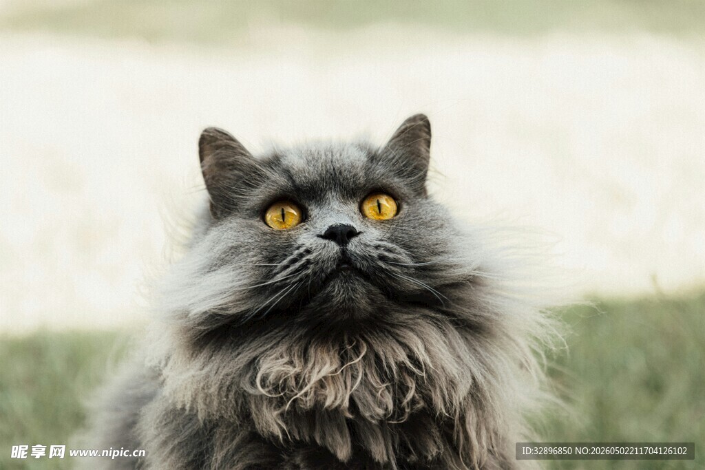 长毛猫瞪大眼睛望向上方