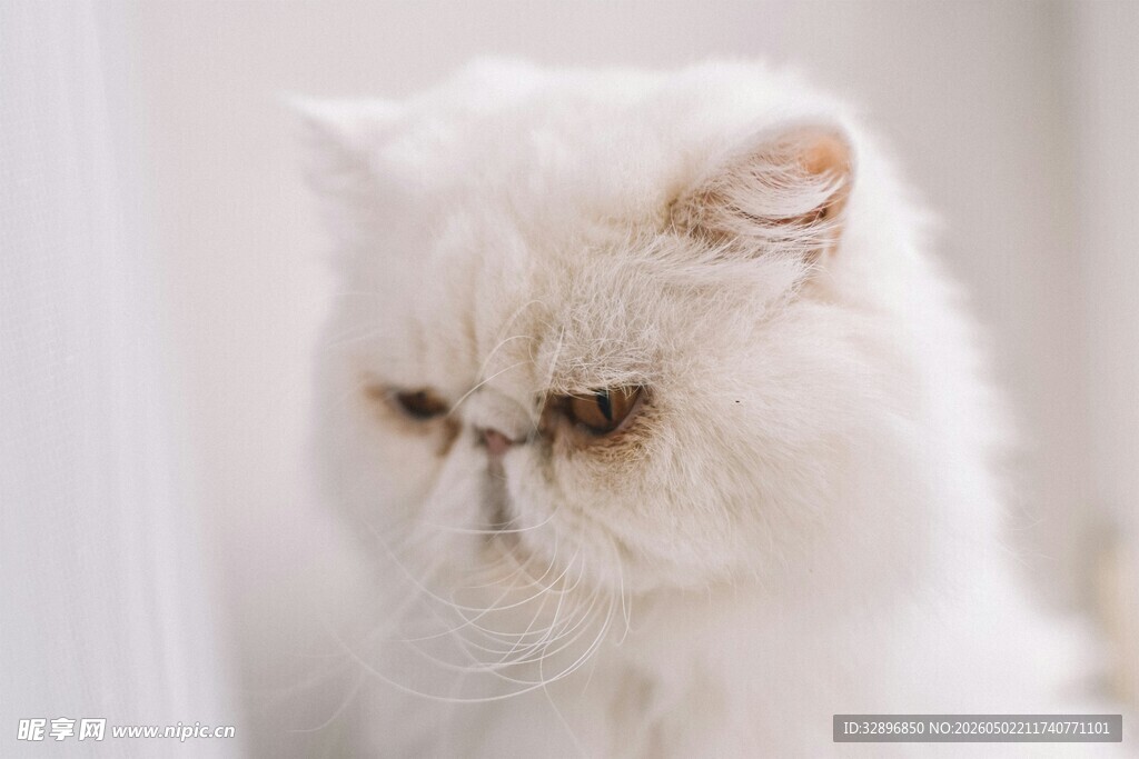 忧郁的白色波斯猫