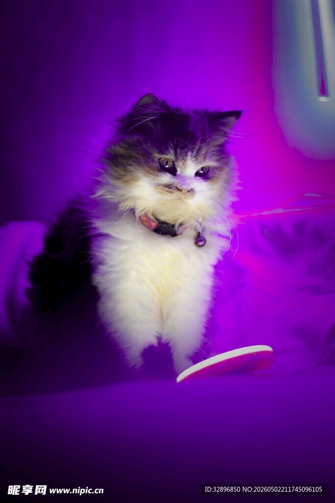 紫光照耀下的可爱小猫咪