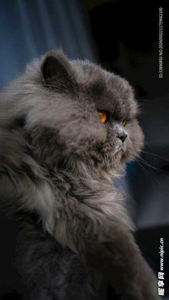 长毛灰猫侧头神态特写