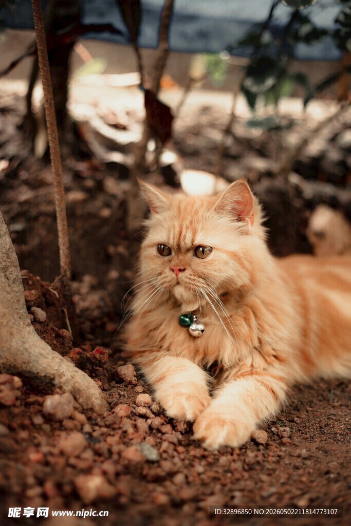 林间休憩的长毛猫