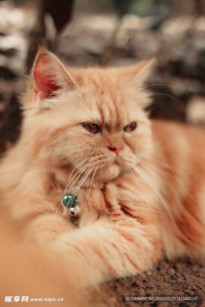 慵懒橘色波斯猫惬意躺卧