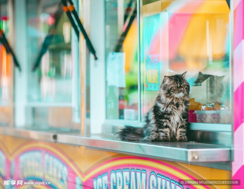 彩色摊位上的猫咪