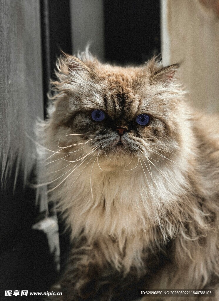 长毛猫咪慵懒姿态