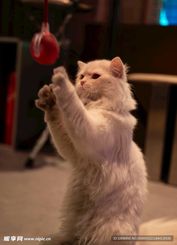 白猫玩逗猫棒超可爱