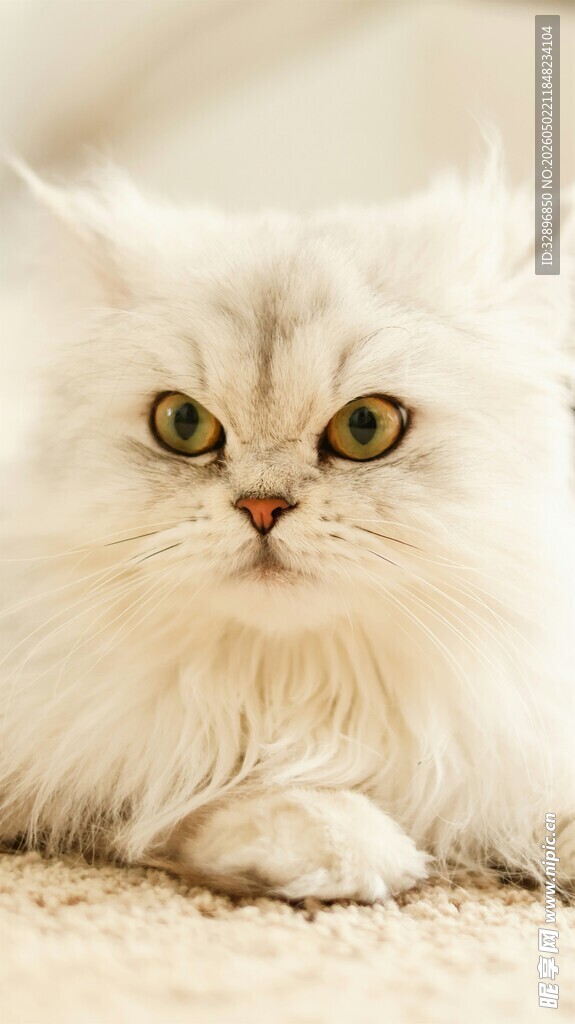 可爱白毛猫咪趴卧